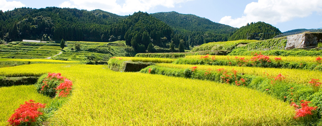 富士の田園